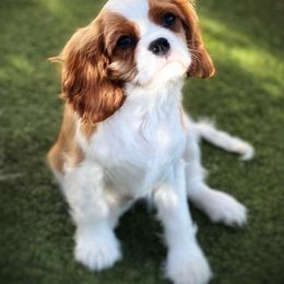 Cavalier King Charles Spaniel Puppies from Audre Rogers at Saltayre Cavaliers