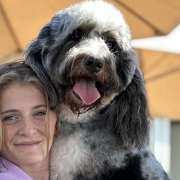 Bernedoodles and Goldendoodles from Country Hills Doodles
