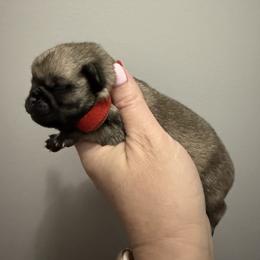 Thumper - Fawn male Pug puppy in Ludowici, Georgia from Royal Destiny Kennels