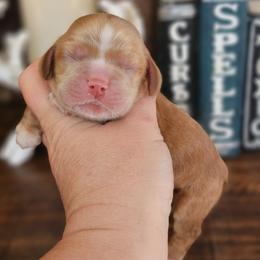 Max - Buff male Cocker Spaniel puppy in Mocksville, North Carolina from Hunting Creek Kennels & Farm