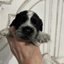 Rufus - Blue roan male Cocker Spaniel puppy in Sautee Nacoochee, Georgia from Candy's Cockers