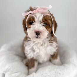 Sunny - Red  female Goldendoodle puppy in Jamestown, Kentucky from Milk & Honey Doodles