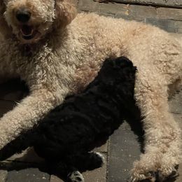 Goldendoodle and Poodle Puppies from Nini's Poodles and Doodles of St. Johns Co.