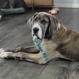 Brynleigh - Great Dane