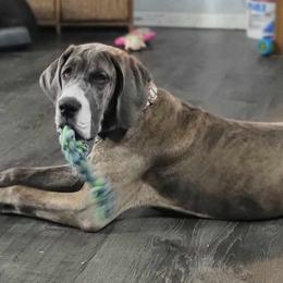 Brynleigh - Great Dane