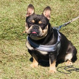 Kayne - French Bulldog