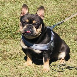 Kayne - French Bulldog