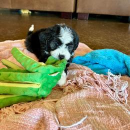 Jack - Black tri-color male Aussiedoodle puppy in Edgar Springs, Missouri from Scott’s Aussies LLC