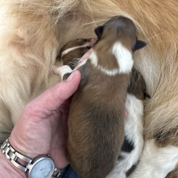 Girl 2 - White female Collie puppy in Abilene, Texas from Regal Lassie's