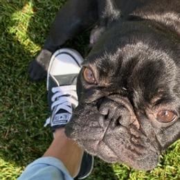 French Bulldogs from East Sac Frenchies