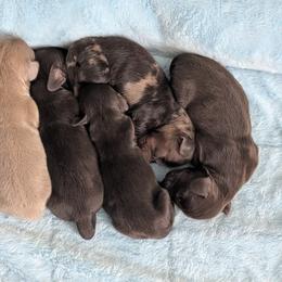 Dachshund Puppies from Wilson's Kennels
