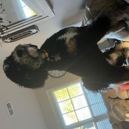 Tobler (Toby) - Tri-color Bernedoodle puppy in Knoxville, Tennessee from Bright Side Doodles