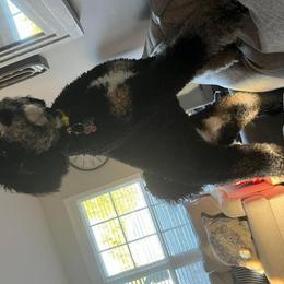Tobler (Toby) - Tri-color Bernedoodle puppy in Knoxville, Tennessee from Bright Side Doodles