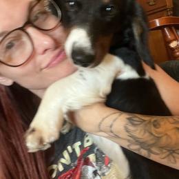 Tucker - Piebald male Dachshund puppy in Palestine, Texas from Vixens Dachshunds