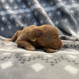 Dark red male - Wheaten male Miniature Schnauzer puppy in Forest, Virginia from Prestige Kennel LLC
