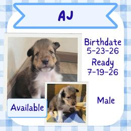 AJ - Sable male Collie puppy in Mattoon, Illinois from Gold Leaf Collies