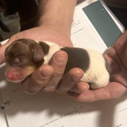 Stella - Piebald female Dachshund puppy in Nevada, Missouri from Lee's Backroad Fur Babies