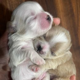 Shih Tzu Puppies from The Family Shih Tzu