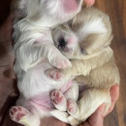 Shih Tzu Puppies from The Family Shih Tzu