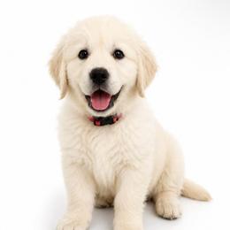 Reba Mcentire - Light golden female Golden Retriever puppy in Chicago, Illinois from Urbane Retrievers