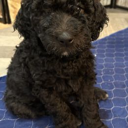 Goldendoodle Puppies from AZ Stickerdoodles