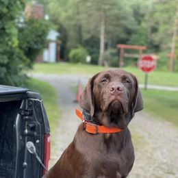 Labrador Retrievers from Purdy Lake Labradors