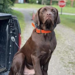 Labrador Retrievers from Purdy Lake Labradors