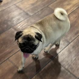 Flower - Pug
