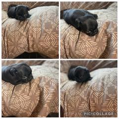 Puppy 1 - Black female Pug puppy in Trenton, Tennessee from Brenda's Puppies