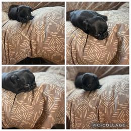 Puppy 1 - Black female Pug puppy in Trenton, Tennessee from Brenda's Puppies
