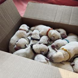 Labrador Retriever Puppies from The Homestead at Little Creek