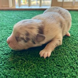 What's Your Name (Little Girl) - Red merle female Australian Shepherd puppy in Alamogordo, New Mexico from Two Nichols Aussies