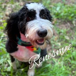 Renesmee  - Bernedoodle