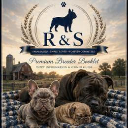 French Bulldog puppies from R & S Frenchies
