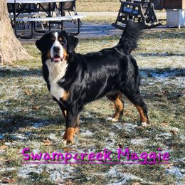 Maggie - Bernese Mountain Dog