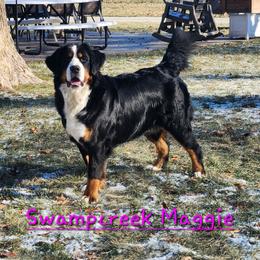 Maggie - Bernese Mountain Dog