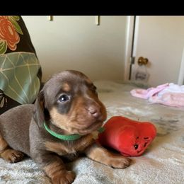 Dachshund Puppies from Rock Island Miniature Dachshunds
