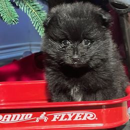 Cookie - Black female Pomeranian puppy in Sulphur Springs, Texas from Johnny's Pets