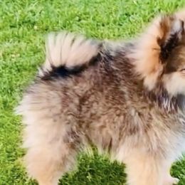 Pomeranians from Perezboyzkennelz