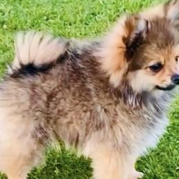 Pomeranians from Perezboyzkennelz