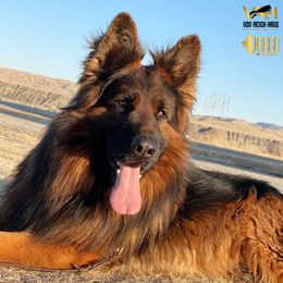 Irys - German Shepherd