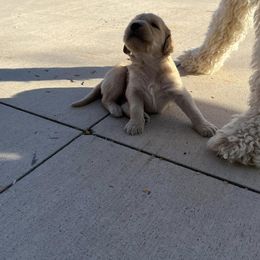 Goldendoodle Puppies from Beemba Goldens