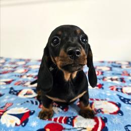 Black and tan female - Black and tan female Dachshund puppy in Belle Rive, Illinois from Akin's Miniature Dachshunds, LLC