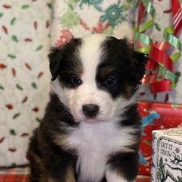 Lacey - Black tri Miniature Australian Shepherd puppy in Austin, Texas from Mini Aussie Finery