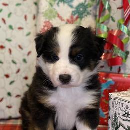 Lacey - Black tri Miniature Australian Shepherd puppy in Austin, Texas from Mini Aussie Finery