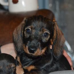 Dachshund Puppies from Anastasiya Skorobogatova