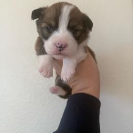Char - White and red male Pembroke Welsh Corgi puppy in Red Bluff, California from Wilder Ranch Corgis