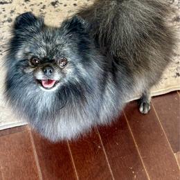 Xena - Pomeranian