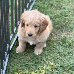 Vincent - Apricot male Goldendoodle puppy in Stockton, California from Port City Doodles