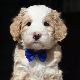 Dark blue-nick - Red male Bernedoodle puppy in Yuciapa, California from AlltheDoodlez_